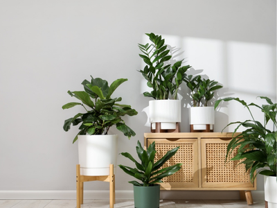 Decoration